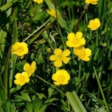 Kako se zove zelje koje liči na peršun